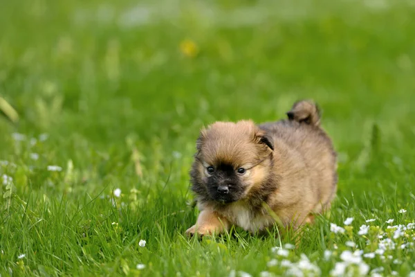 Cachorro Bonito Alegre Correndo Grama Verde Com Espaço Cópia — Fotografia de Stock