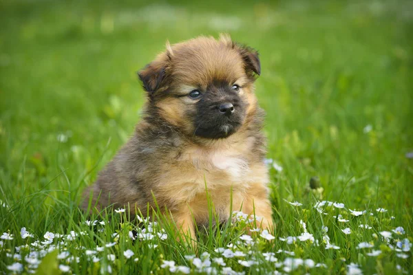 Close Retrato Cachorro Bonito Sentado Gramado Grama Verde — Fotografia de Stock