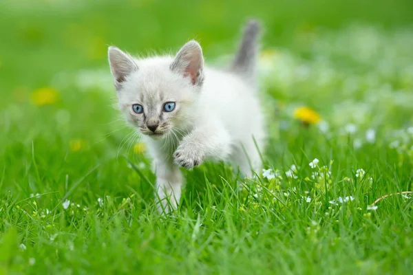 Portrait Cute Kitten Walking Green Grass — стоковое фото
