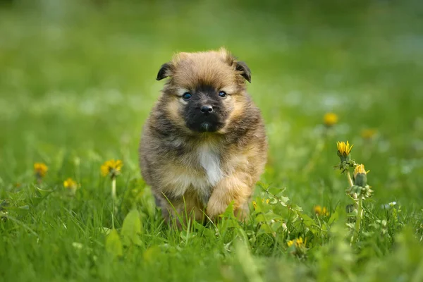 Bonito Filhote Cachorro Correndo Grama Verde — Fotografia de Stock