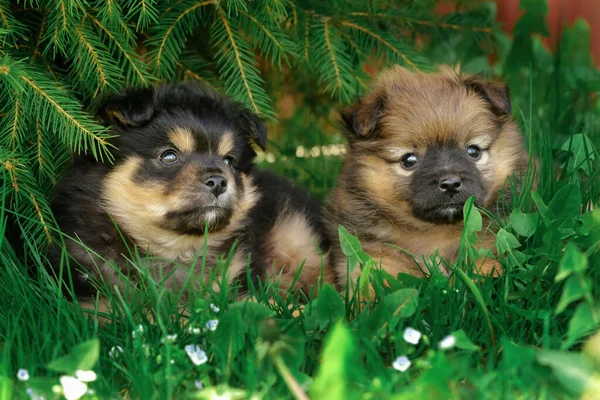 Dois Cachorros Bonitos Deitados Grama Verde — Fotografia de Stock