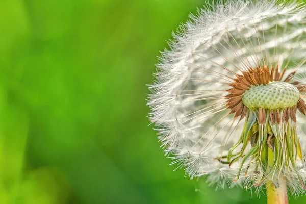 具有复制空间的蒲公英的闭合 — 图库照片