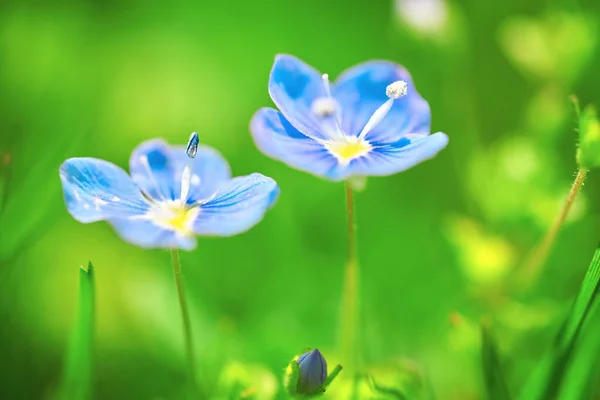 Close Blue Flowers Field Plant Veronica Filiformis — Stok Foto