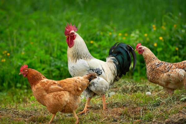 Domestic rooster and hens on green grass meadow
