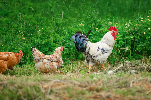 Domestic rooster and chickens walking on the lawn with green grass