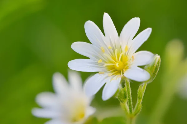 开着花的白色草甸花 Cerastium Vulgaris 背景模糊 — 图库照片
