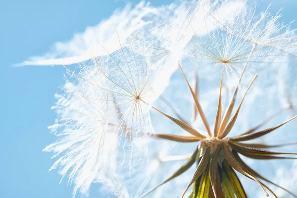 Fluffy Salsify Zaad Close Blauwe Lucht — Stockfoto