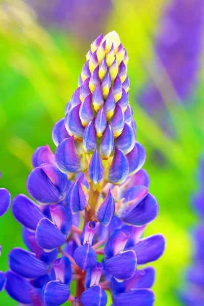 Καλοκαιρινό Φόντο Κοντά Ανθισμένα Μπουμπούκια Βιολετί Μωβ Λουλούδια Ενός Φυτού — Φωτογραφία Αρχείου