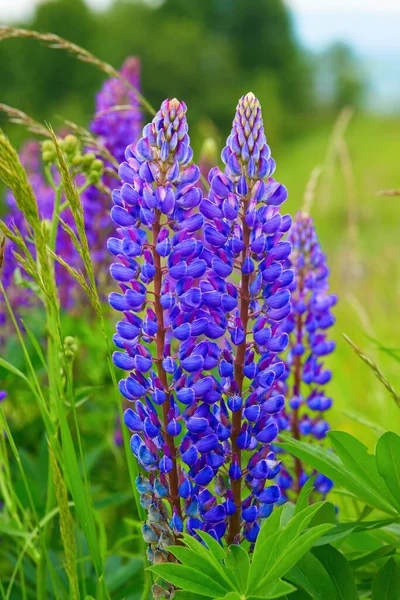 Güzel Yaz Mavi Menekşe Çayır Çiçekleri Lupine Multifolia — Stok fotoğraf