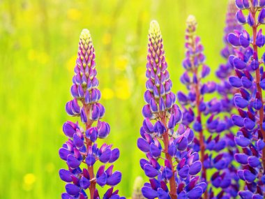 Yaz arkaplanı Güzel çayır çiçekleri Mor mavi