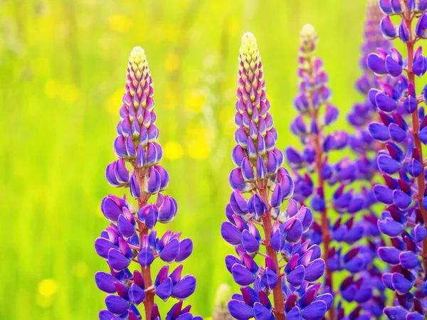 Yaz arkaplanı Güzel çayır çiçekleri Mor mavi