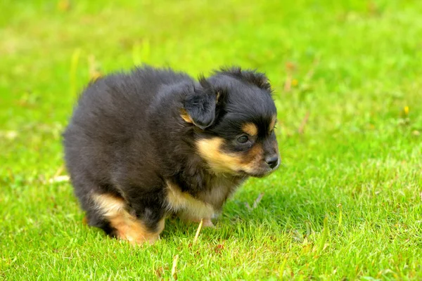 Black Puppy Pooping Grass Outdoors — Stock Photo, Image