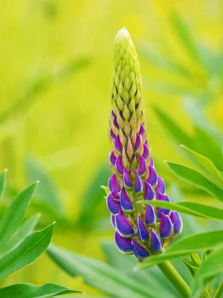 Цвіте Бутон Фіолетово Фіолетових Квітів Серед Лугової Трави — стокове фото