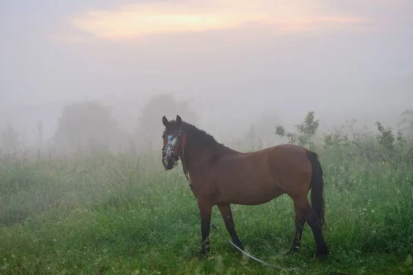 Cavalo Solitário Marrom Uma Coleira Prado Pôr Sol Tempo Nebuloso — Fotografia de Stock