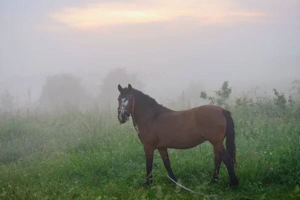 Caballo Solitario Marrón Con Una Correa Prado Atardecer Tiempo Brumoso — Foto de Stock