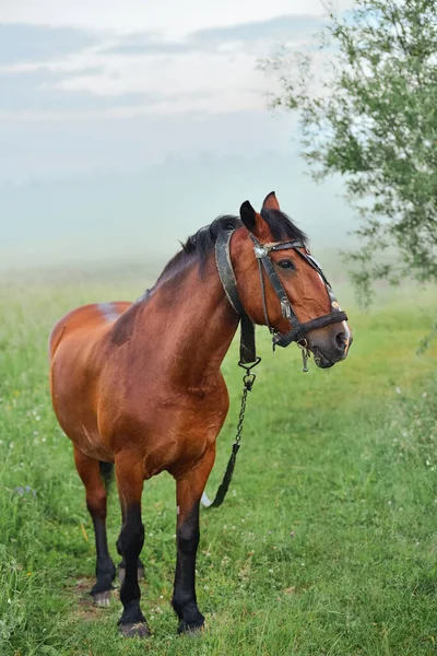 Cavalo Solitário Marrom Uma Coleira Prado Tempo Nebuloso — Fotografia de Stock