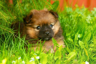 Yeşil çimlerde oturan şirin köpek yavrusunun yakın portresi.