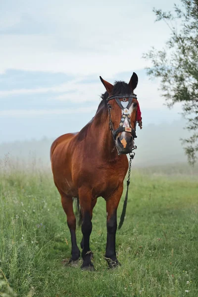 Retrato Cavalo Solitário Marrom Uma Coleira Prado Olhe Para Câmera — Fotografia de Stock