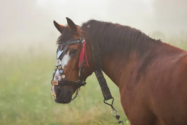 Close Retrato Cavalo Marrom Livre — Fotografia de Stock