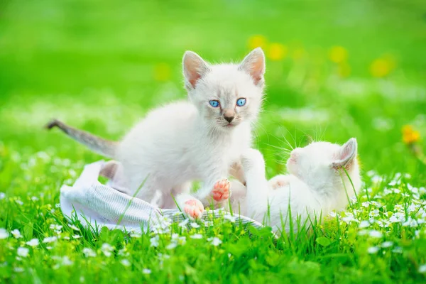 Милые Белые Котята Играют Зеленой Траве — стоковое фото
