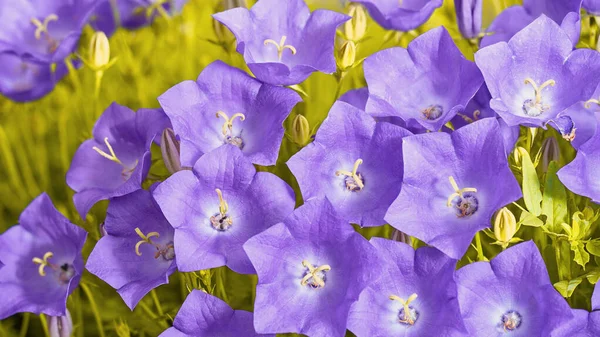 Bunga Biru Indah Dari Bluebells Carpathian — Stok Foto