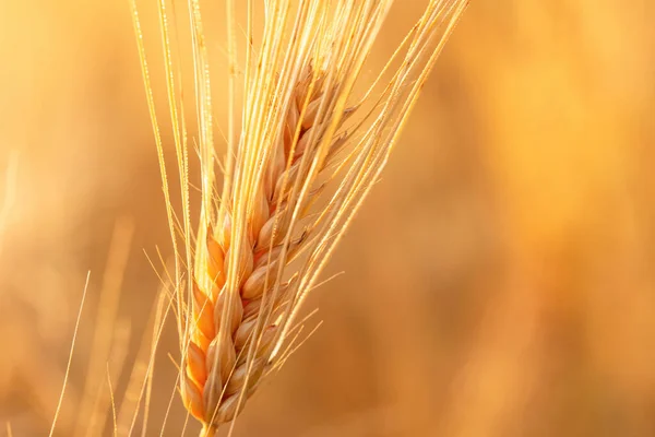 Ripening Spikelet Barley Light Sun Close —  Fotos de Stock