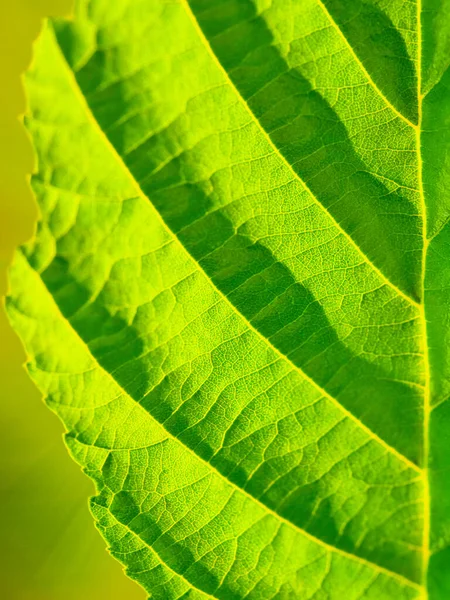 Closeup Texture Green Alder Leaf Tree — Fotografia de Stock