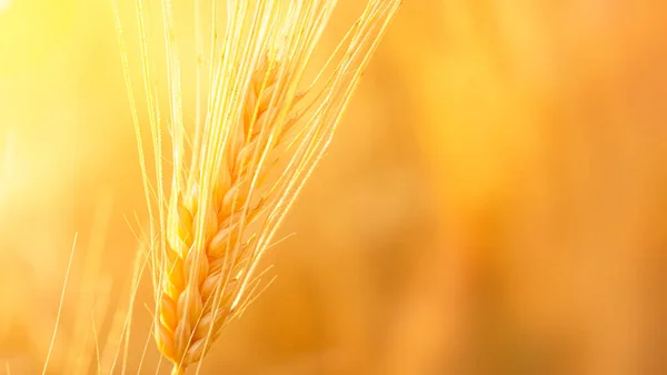 Ripening Spikelet Barley Light Sun Copy Space —  Fotos de Stock