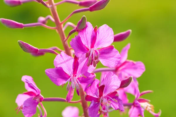 Pembe Çiçekler Rosebay Willowhere Epilobium Angustifolium — Stok fotoğraf
