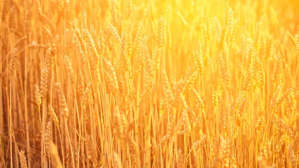 Spikelets Campo Trigo Luz Sol — Fotografia de Stock