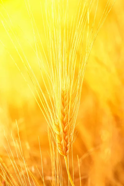 Ripening Spikelet Barley Light Setting Sun Vertical Shot —  Fotos de Stock