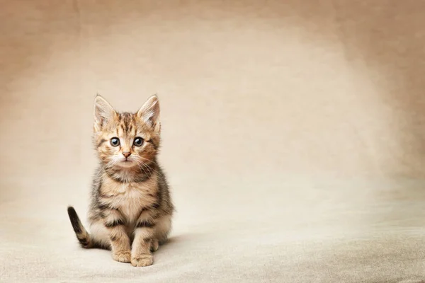 Cute Tabby Black Brown Kitten Sitting Looking Camera Copy Space — Zdjęcie stockowe