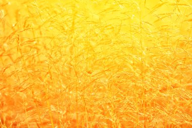 Çayır çimenleri yaz günbatımının ışığında filizlenir