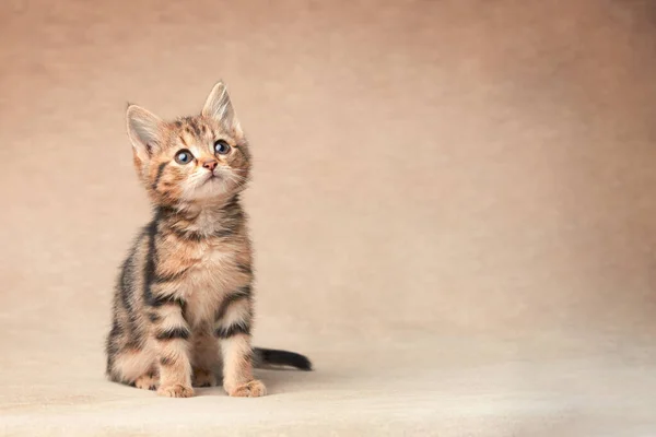 Cute Tabby Black Brown Kitten Sitting Copy Space — Zdjęcie stockowe