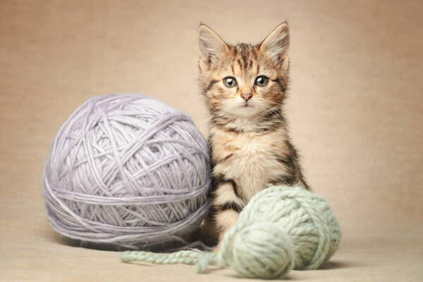 Cute striped looking at the camera sits with woolen balls