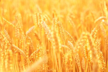 Close-up of spikelets of wheat in the field