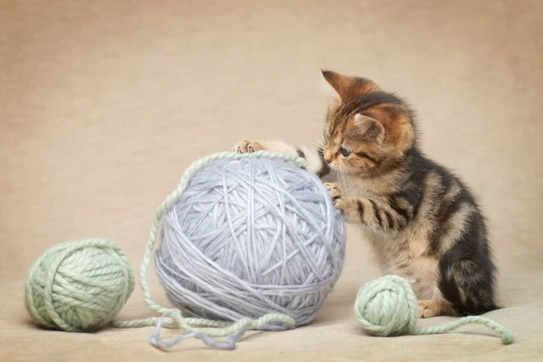 Tabby kitten is playing with colorful balls of wool
