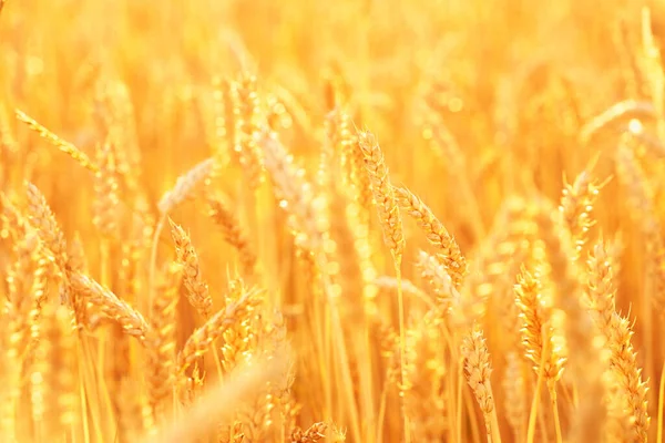 Close Spikelets Wheat Field —  Fotos de Stock