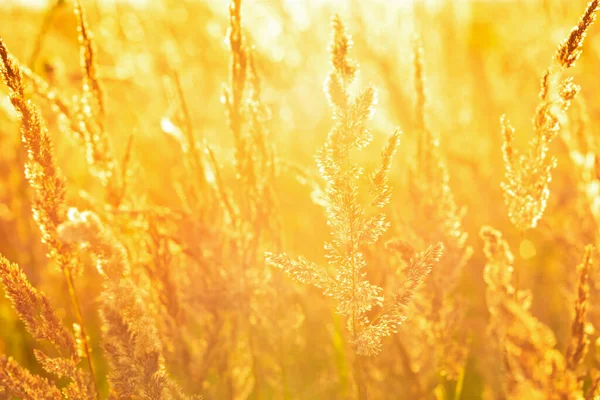 Stalks Meadow Grass Light Warm Setting Sun — 图库照片