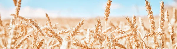 Побеленные Колоски Спелой Пшеницы Небесного Знамена — стоковое фото