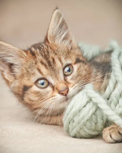 Cute Tabby Kitten Playful Eyes Next Woolen Ball — Foto de Stock