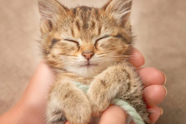 Sahibinin elinde uyuyan tekir kedicik.