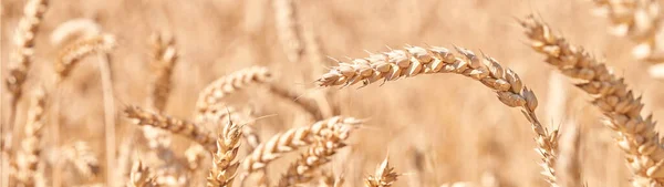 Закройте Уши Отбеливающимся Пшеничным Баннером — стоковое фото