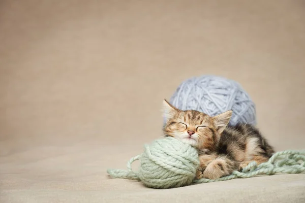 Cute Striped Sleeps Middle Woolen Balls Copy Space — Foto de Stock