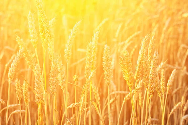 Уши Пшеницы Освещенные Теплым Светом Заходящего Солнца — стоковое фото