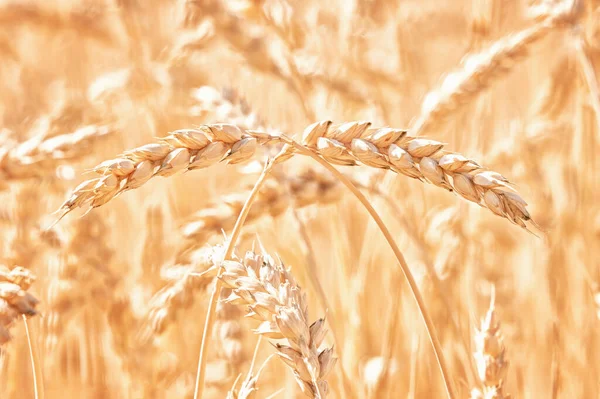 Closeup Ripe Ears Wheat Low Angle View Outdoor — Fotografia de Stock