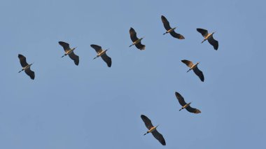 Balıkçıl sürüsü gün boyunca gökyüzünde uçar, aşağıdan bakar.