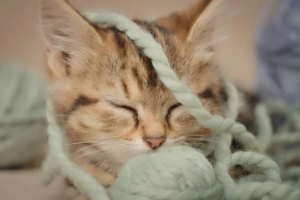 Tabby Kitten Sleeps Woolen Yarn Indoors Close Low Angle View — Zdjęcie stockowe