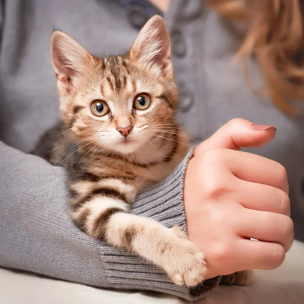 Kitten Sitting Arm Caucasian Woman Indoors Looking Camera Close Low — стоковое фото