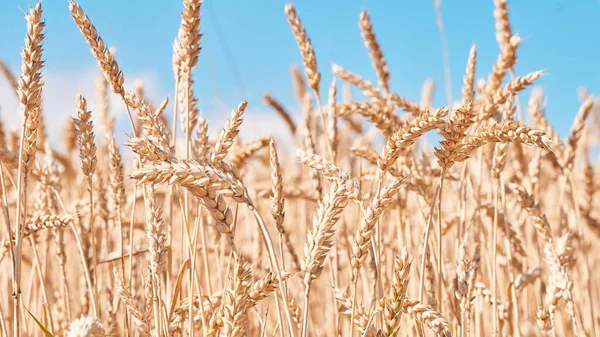 Ears Wheat Field Close Low Angle View — Fotografia de Stock